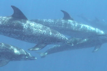 Dolphins are seen and dived with often.  Dive Hatteras photo