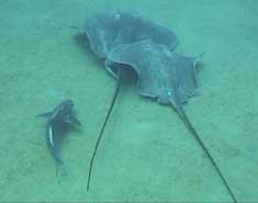 Southern Stingrays have a Cobia escort (DiveHatteras Photo)