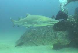 Sandtiger Shark swims past Captian Dave