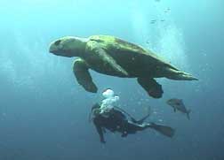 Capt. Dave swims with a Loggerhead (DiveHatteras photo)