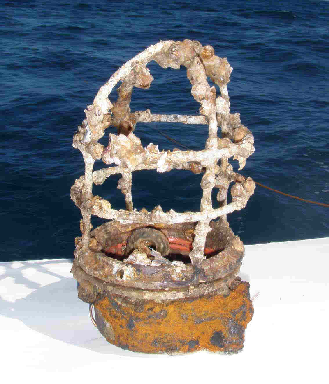 Cage Light recovered from the Tamalipus