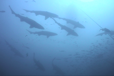 A herd of Sandtiger sharks at the Proteus. DiveHatteras photo