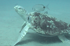 Sea Turtles on almost every dive!  Dive Hatteras photo