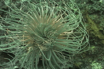 Large Anemone inhabits the Stb Boiler tubes, DIve Hatteras photo