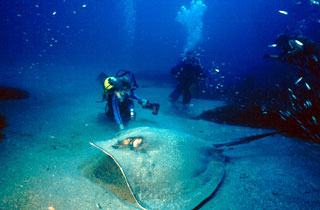 Large Rays are a common at the Arrow