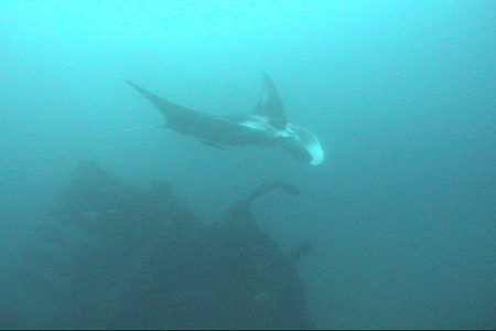 Large Atlantic Manta swims over the stern of the Australia.  DiveHatteras photo